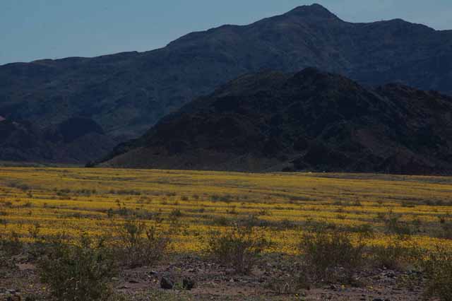 desert gold flowers